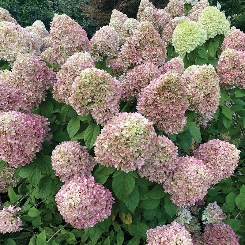 Hydrangea Powerball - 8339A