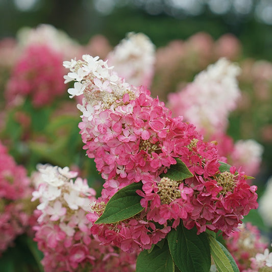 Hydrangea Pinky Winky Prime - 8341A