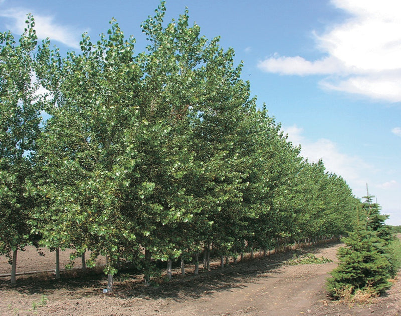 Trees Poplar Green Giant - 8375A
