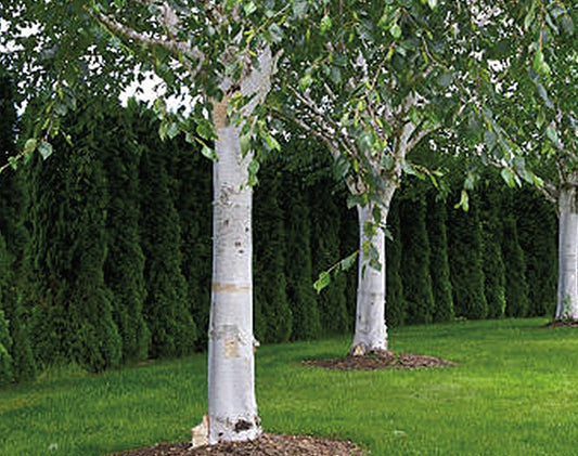 Paper Birch - 8387A