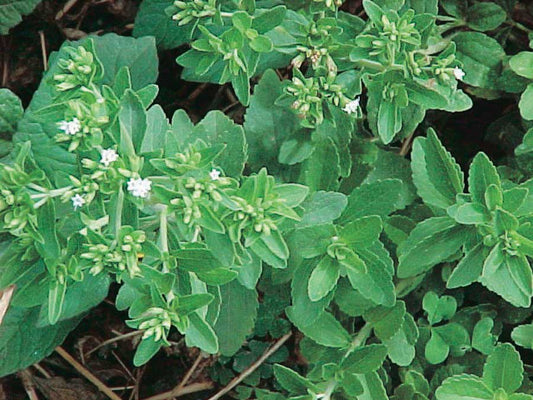 Stevia - 839A