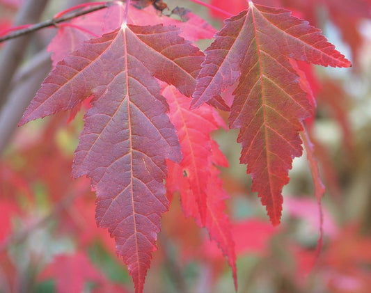 Dereks Tatarian Maple - 8407A