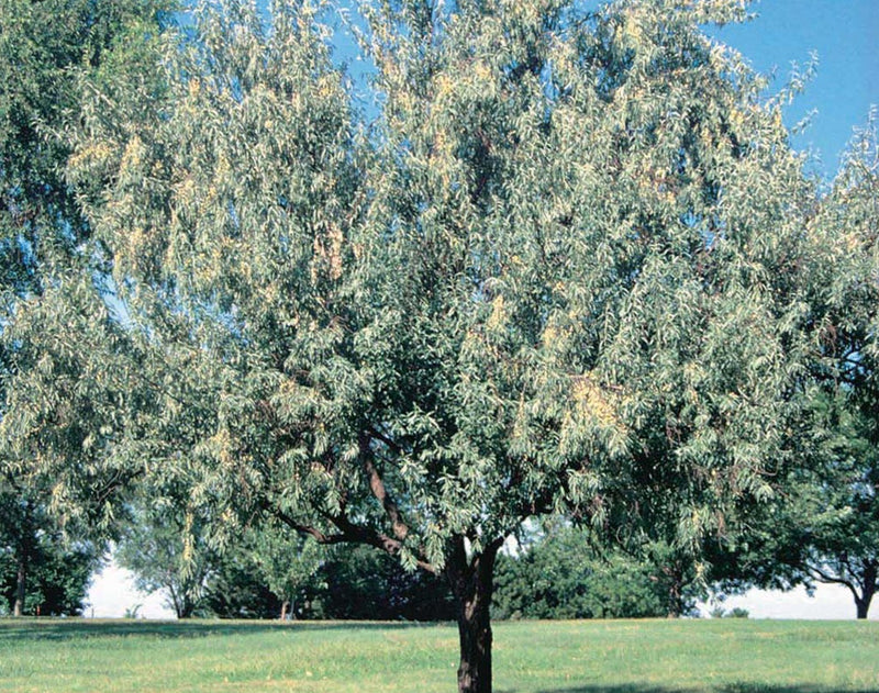 Russian Olive - 8414A