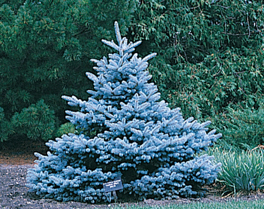 Tree Colorado Spruce - 8420A