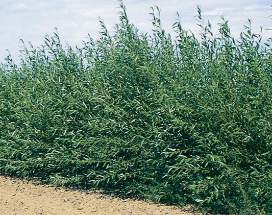 Shelterbelt Willow - 8435A