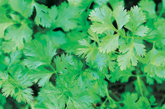 Coriander - Cilantro - 844A