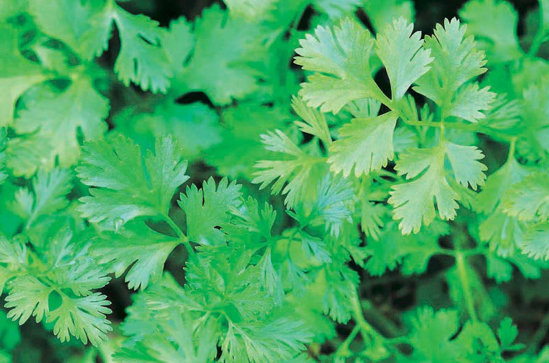 Coriander - Cilantro - 844A