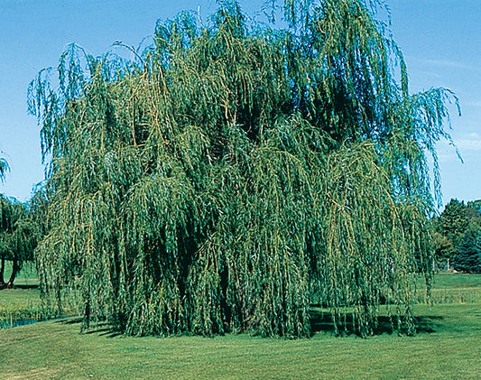 Lace Weeping Willow - 8460A