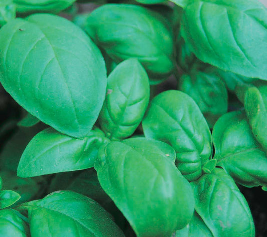 Sweet Basil - 849A