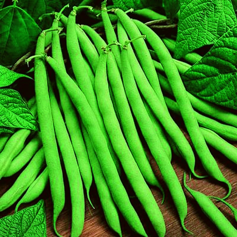 Bean Tendergreen (52 Days) - 85A