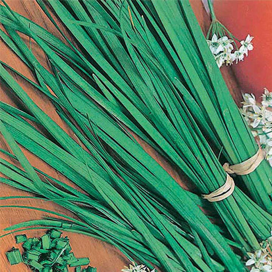 Chives - Garlic - 854A