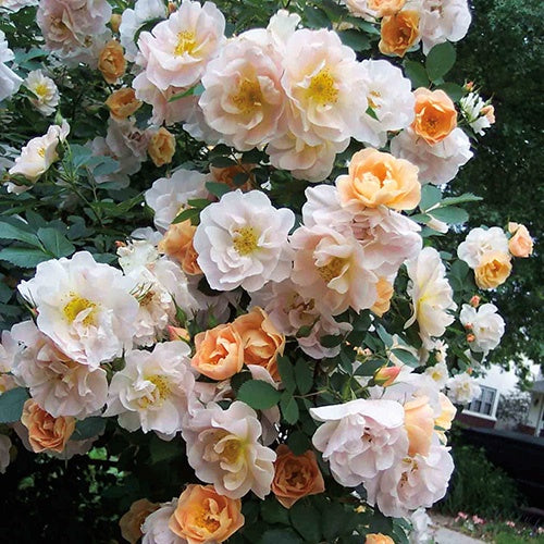 Climbing Rose Above & Beyond - 8557A