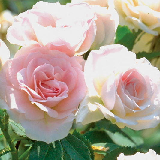 Shrub Rose Morden Blush - 8564A