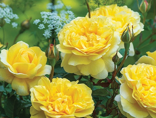 Rose The Poet's Wife - 8572A