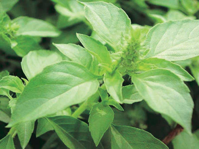 Holy Basil - 865A