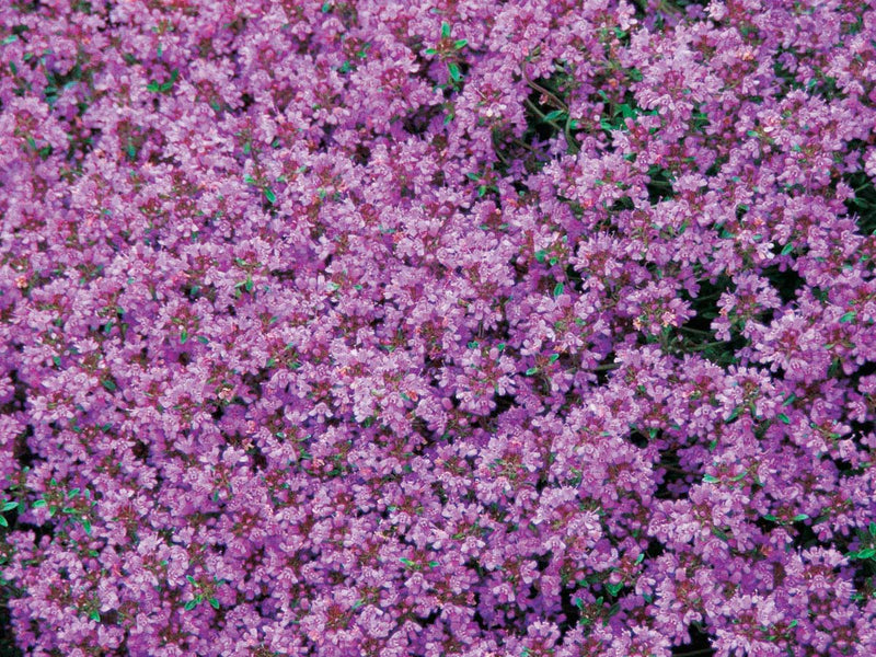 Thyme - Creeping - 868A