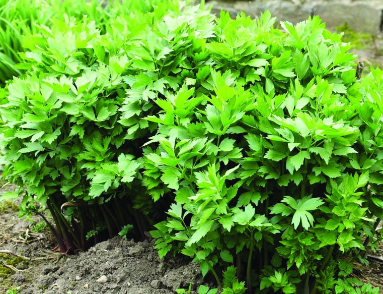 Lovage (48 Days) - 869A