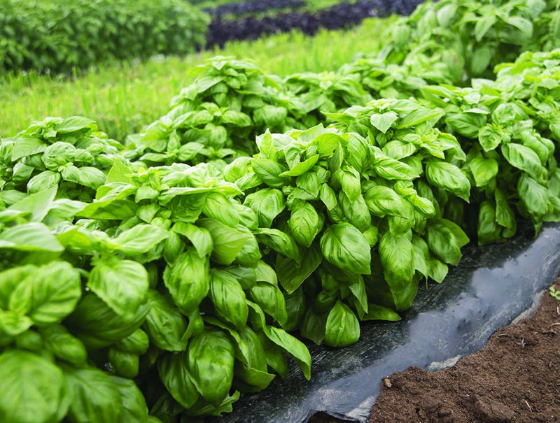 Basil Everlf Genovese (65 Days) - 885A