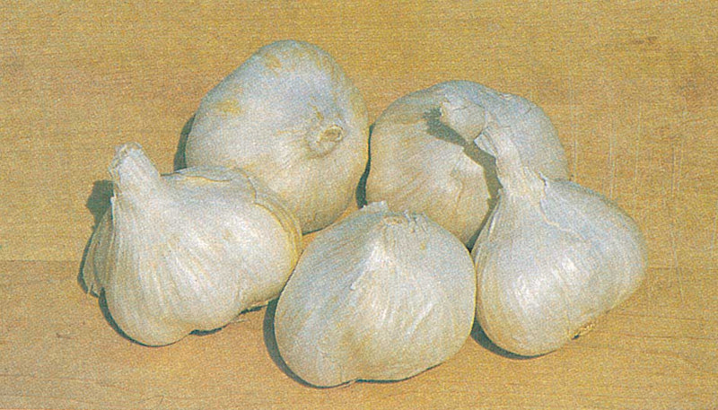 White Garlic - 9025A