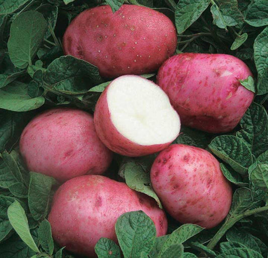 Seed Potato Roko - 9035A