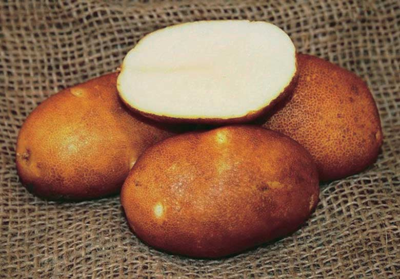 Potato Gold Rush - 9040A