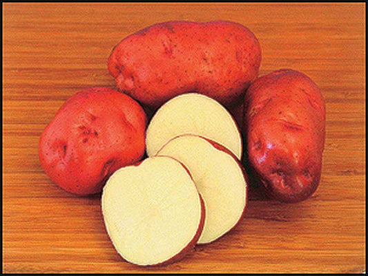 Seed Potatoes Pontiac - 9065A