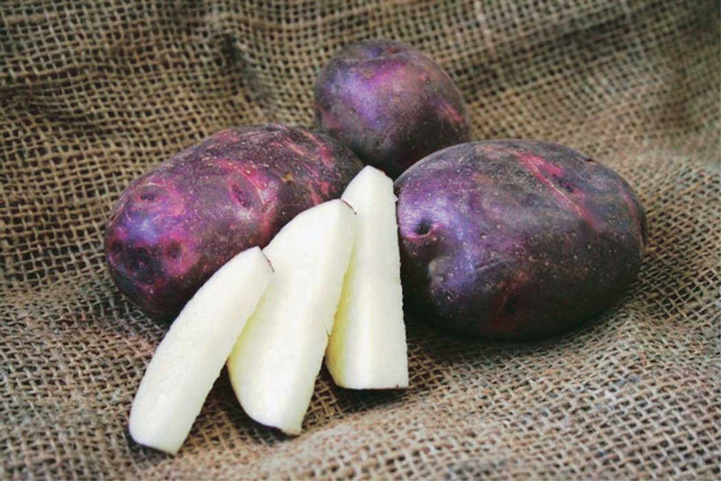 Seed Potatoes Purple Caribe - 9090A
