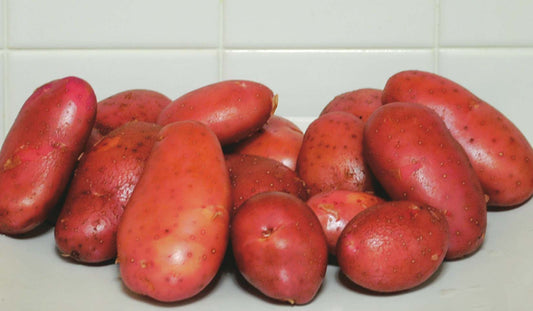 Seed Potato Fingerling - 9094A