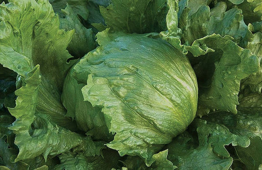 Head Lettuce Summertime Plts (70 Days) - 951A