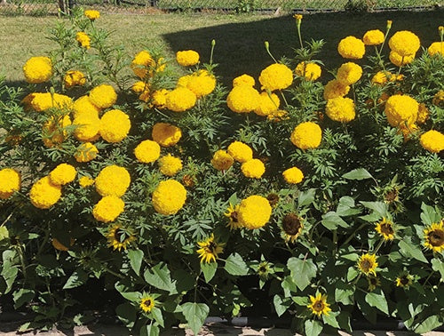 Marigold Garuda Yellow - A341A