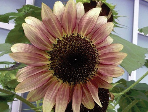 Sunflower Strawberry Blonde - A491A