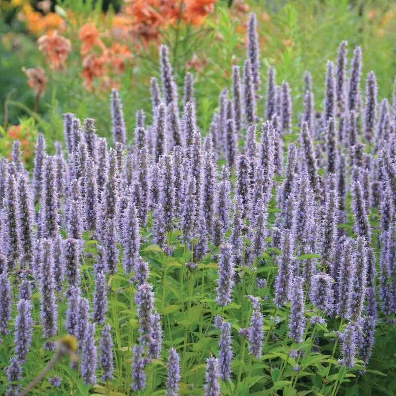 Anise Hyssop - 511A