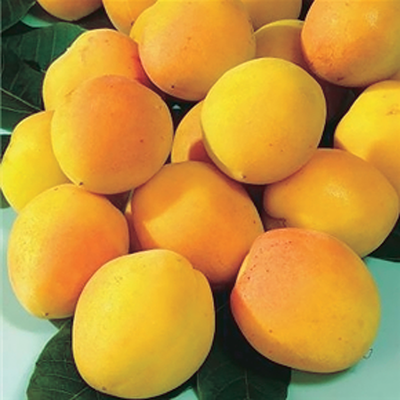 Manchurian Apricot Tree - 8022A
