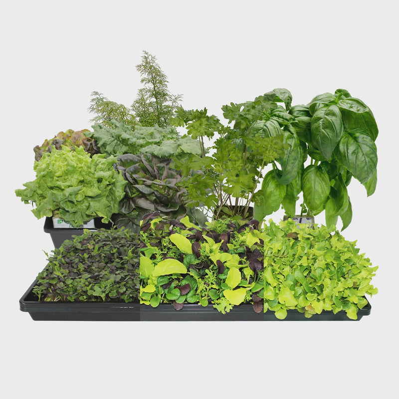 Fresh Harvest Seed Bundle - Small - LVL-B-001