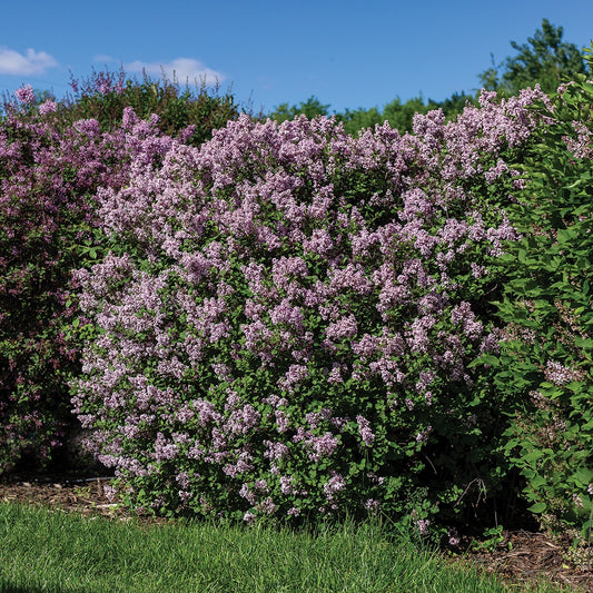 Dwarf Korean Lilac - 8402A
