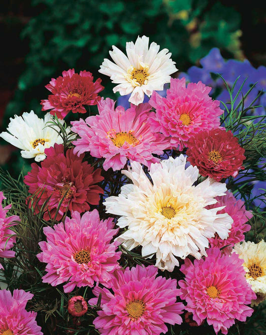 Cosmos Double Click - A165A