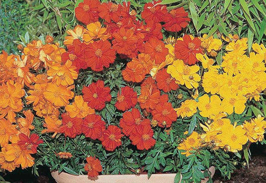 Cosmos Dwarf Cosmic Mix - A170A