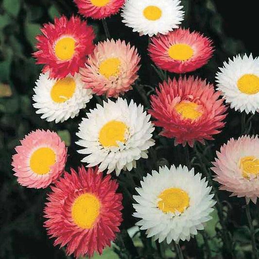 Paper Daisy Gnt Dbl - A200A