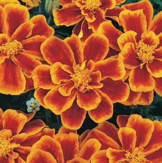 Marigold Durango Flame - A292A