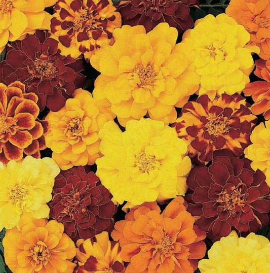 Marigold Durango Mix - A295A