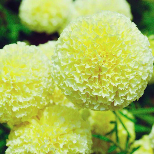 Marigold White Swan - A302A