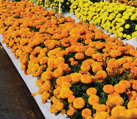 Marigold Big Duck Yellow - A330A