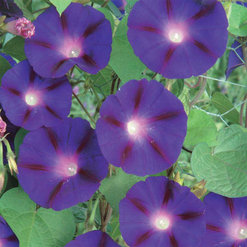 Morning Glory Grandpa Otts - A342A