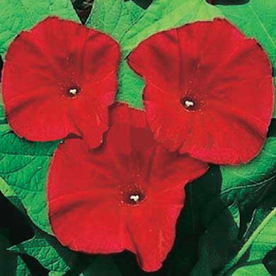 Morning Glory Scarlet O - A343B