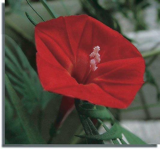 Cardinal Climber - A345A