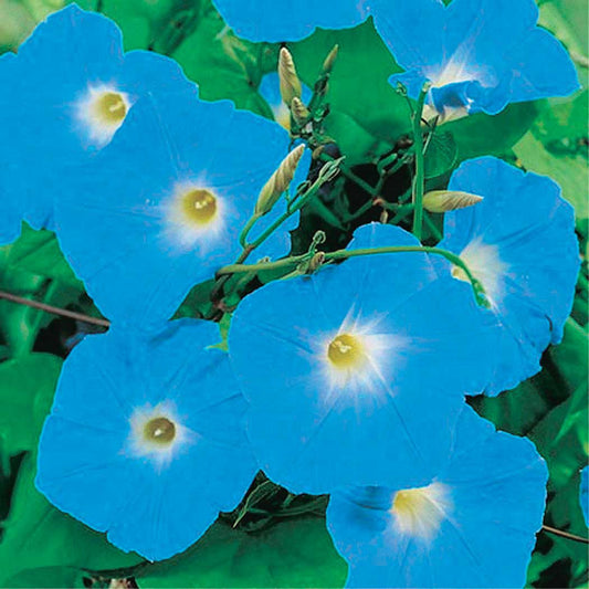 Morning Glory Heavenly Blue - A346A