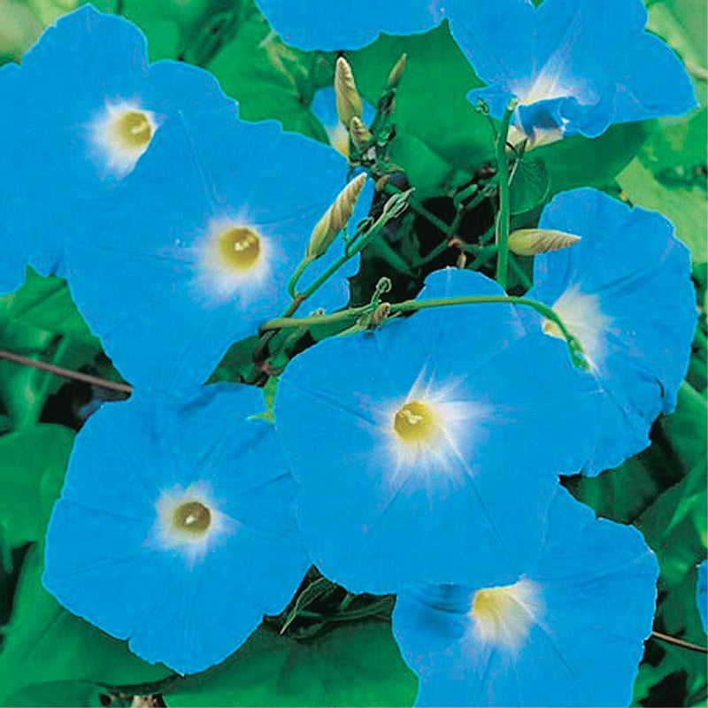 Morning Glory Heavenly Blue - A346A