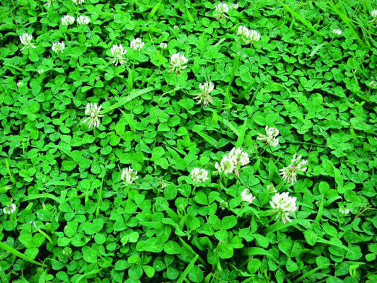 White Dutch Clover - A4A