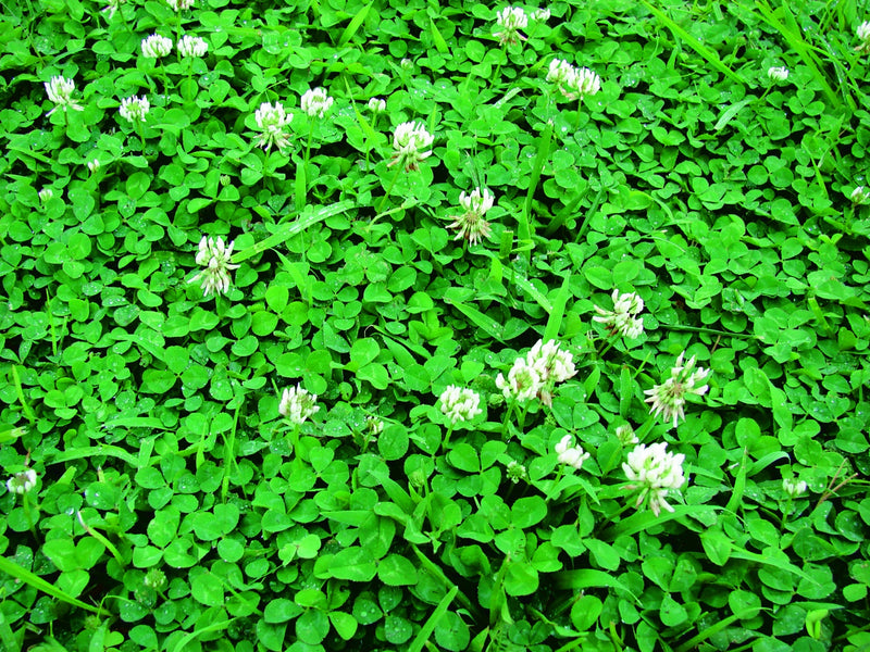 White Dutch Clover - A4A