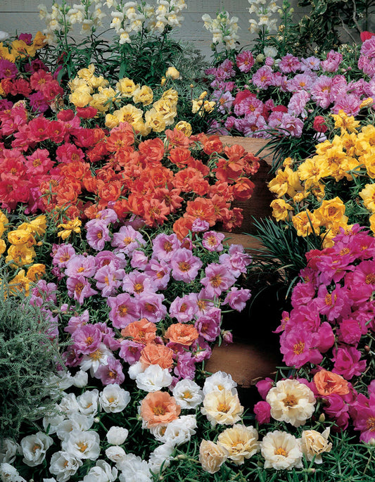 Portulaca Sundial Mix - A452A